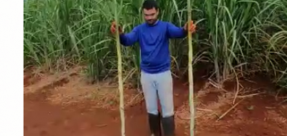 Cana plantada com máquina automatizada e cana de plantio manual apresentam o mesmo desempenho