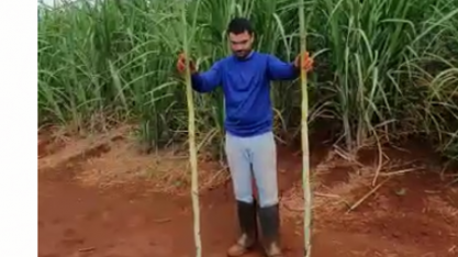 Cana plantada com máquina automatizada e cana de plantio manual apresentam o mesmo desempenho