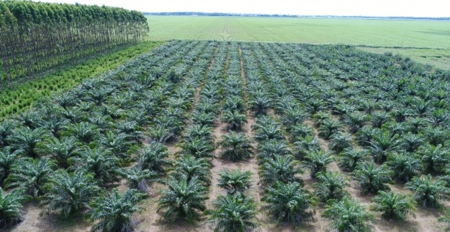 Experimento com palma de óleo foi iniciado na Embrapa Agrossilvipastoril em 2012. Foto: Gabriel Faria