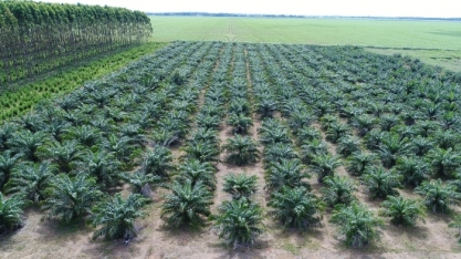 Embrapa avalia qualidade do óleo de palma produzido em Mato Grosso