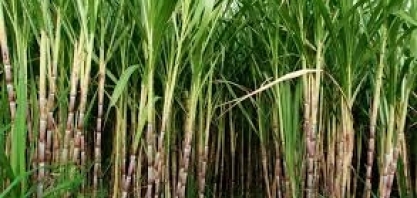 Produção de açúcar no Nordeste e Norte cresceu 6% até dezembro, diz associação