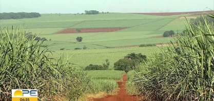 Falta de chuva impacta a produção de cana-de-açúcar na Zona da Mata de Pernambuco