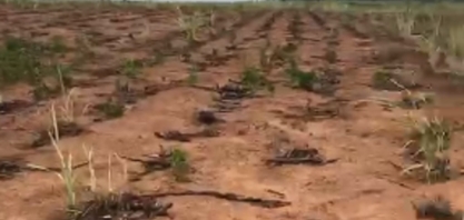 Seca mata canaviais na Zona da Mata Norte pernambucana