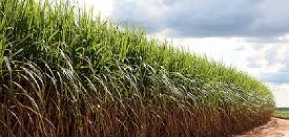 Reviravolta e superação para cana-de-açúcar