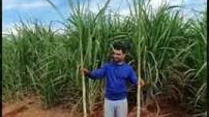 Veja a comparação entre Cana plantada com máquina automatizada e Cana de plantio manual