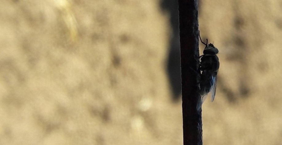 Mosca-dos-estábulos (fotos: Teresa Paranhos)