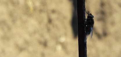 Capacitação sobre mosca dos estábulos reúne cerca de 90 técnicos e pesquisadores da Secretaria de Agricultura