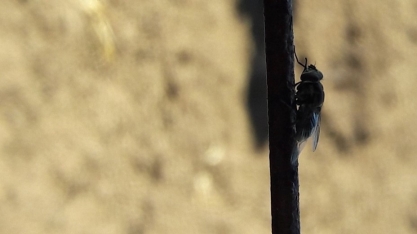 Capacitação sobre mosca dos estábulos reúne cerca de 90 técnicos e pesquisadores da Secretaria de Agricultura