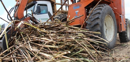 Sindaçúcar-AL espera safra com até 17,5 mi de toneladas de cana processadas