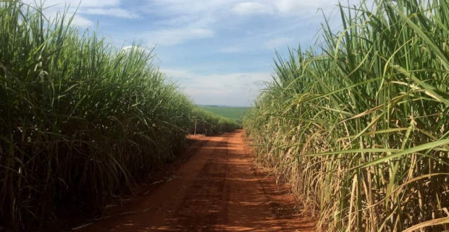 Os analistas da Ágora Investimentos destacaram que preços mais baixos de etanol podem pesar nos do açúcar, pois faria com que as usinas priorizassem a produção de açúcar em vez do etanol no longo prazo (Imagem: Reuters/Marcelo Teixeira)
