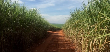Aumento do preço do etanol pode estar em risco, e Ágora rebaixa recomendação da São Martinho