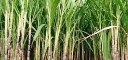 Valor Bruto da Produção pode atingir R$ 1 trilhão até o fim deste ano