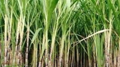 Valor Bruto da Produção pode atingir R$ 1 trilhão até o fim deste ano