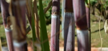 Mato Grosso do Sul inicia 2021 com aumento nas exportações de milho em grão e açúcar em janeiro