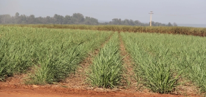 Canaviais ganham reforço de peso no controle de plantas daninhas resistentes