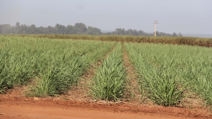 Canaviais ganham reforço de peso no controle de plantas daninhas resistentes