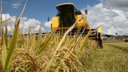 Conab: Produção brasileira de grãos deve chegar a 268,3 milhões de toneladas