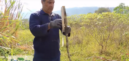 Silagem de cana-de-açúcar com cal hidratada para alimentar animais