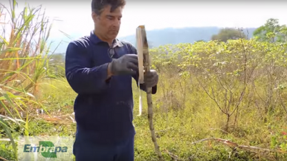 Silagem de cana-de-açúcar com cal hidratada para alimentar animais