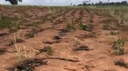 Seca mata a cana-soca na Zona da Mata Norte pernambucana