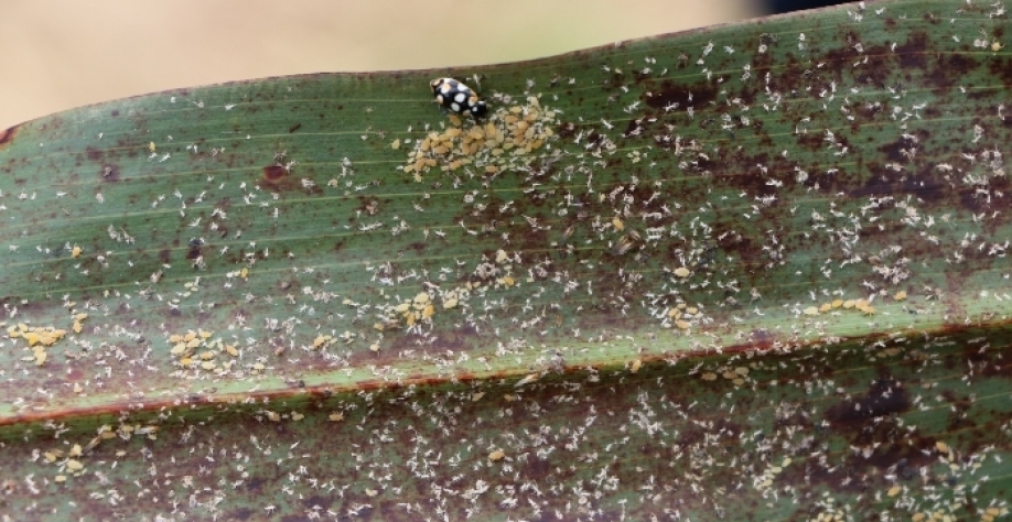 Pulgões ficam na parte de baixo das folhas. Foto: Gabriel Faria