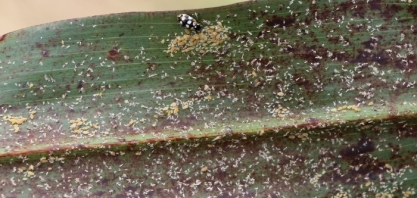 Pesquisadores alertam sobre ataque de pulgão-da-cana-de-açúcar em lavouras de sorgo