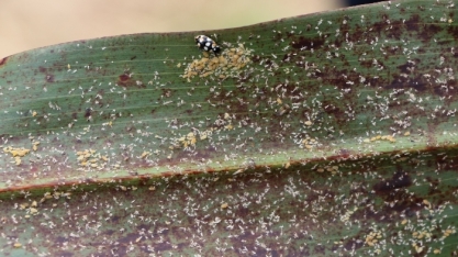 Pesquisadores alertam sobre ataque de pulgão-da-cana-de-açúcar em lavouras de sorgo