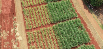 IAC usa sensoriamento remoto para avaliar estado hídrico da cana