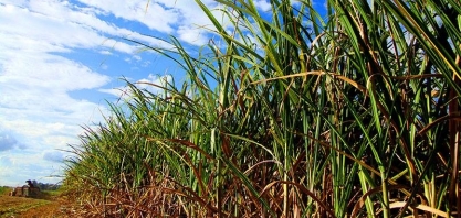 Consecana-AL/SE: primeiro ATR de 2021 tem aumento de 3,6%