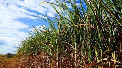 Consecana-AL/SE: primeiro ATR de 2021 tem aumento de 3,6%