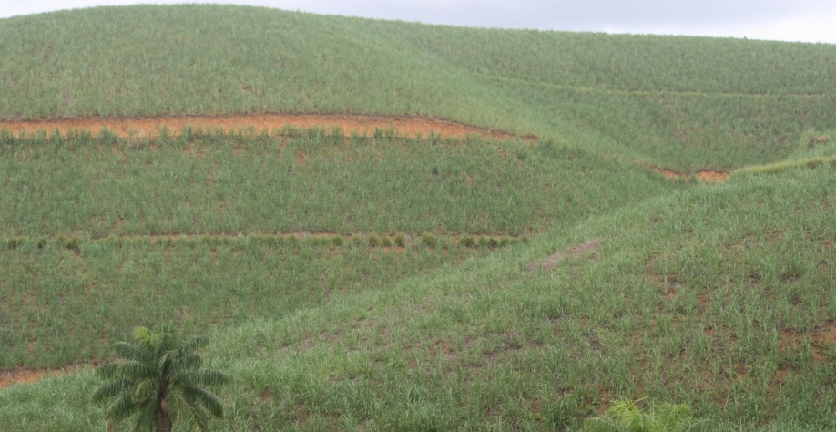 Canaviais pernambucanos com selo PRÓ-AR: menos carbono e mais renda