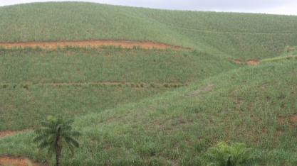 Produtores de cana de Pernambuco já podem se cadastrar para entrar no mercado de CO2