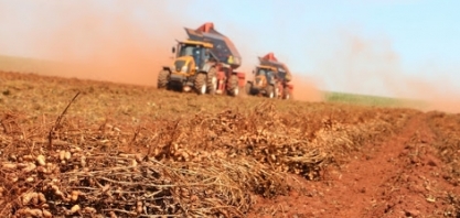 Exportação de amendoim in natura cresce 38% em 2020