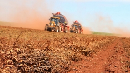 Exportação de amendoim in natura cresce 38% em 2020