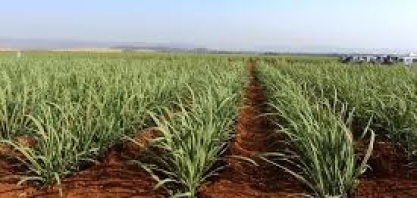 Levantamento realizado pela Secretaria de Agricultura de SP traz os dados finais para Cana, Laranja e outras importantes culturas