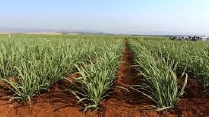 Levantamento realizado pela Secretaria de Agricultura de SP traz os dados finais para Cana, Laranja e outras importantes culturas