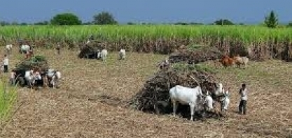 Produção segue avançando forte na Índia