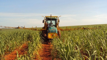 A escolha do herbicida ideal para o controle de plantas daninhas nos canaviais