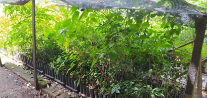 Mudas doadas pela Tereos formam nova área de preservação ambiental em Rio Preto