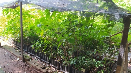 Mudas doadas pela Tereos formam nova área de preservação ambiental em Rio Preto
