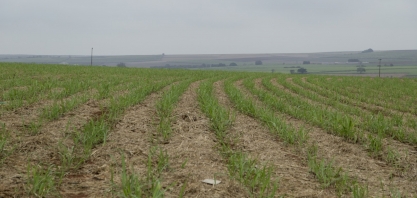 Sustentabilidade do cultivo de cana-de-açúcar para produção de bioenergia