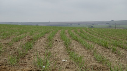 Sustentabilidade do cultivo de cana-de-açúcar para produção de bioenergia