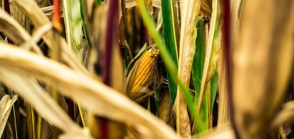 Produção de etanol de milho se destaca na entressafra da cana