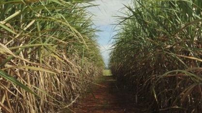 Entre brigar com o ambiente, canavieiros de PE preferem a renda do mercado de carbono