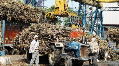 Usinas de açúcar indianas correm para assinar contratos de exportação