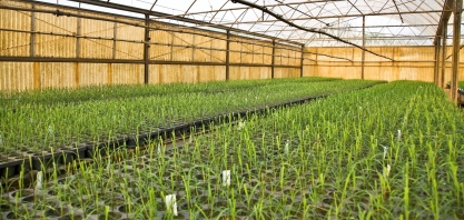 CTC lança segunda edição da newsletter Ciência da Cana