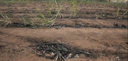 Climas diferentes na zona canavieira de Pernambuco afetam produção