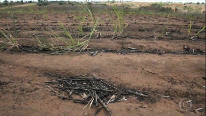 Climas diferentes na zona canavieira de Pernambuco afetam produção