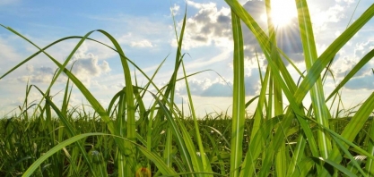 Pesquisadores trabalham no melhoramento genéticos para produção de cana