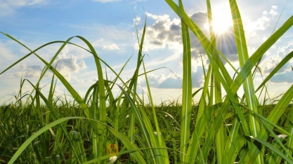 Pesquisadores trabalham no melhoramento genéticos para produção de cana